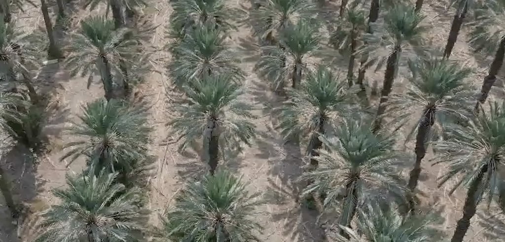 The Palm Tree – A Symbol of Life and Innovation