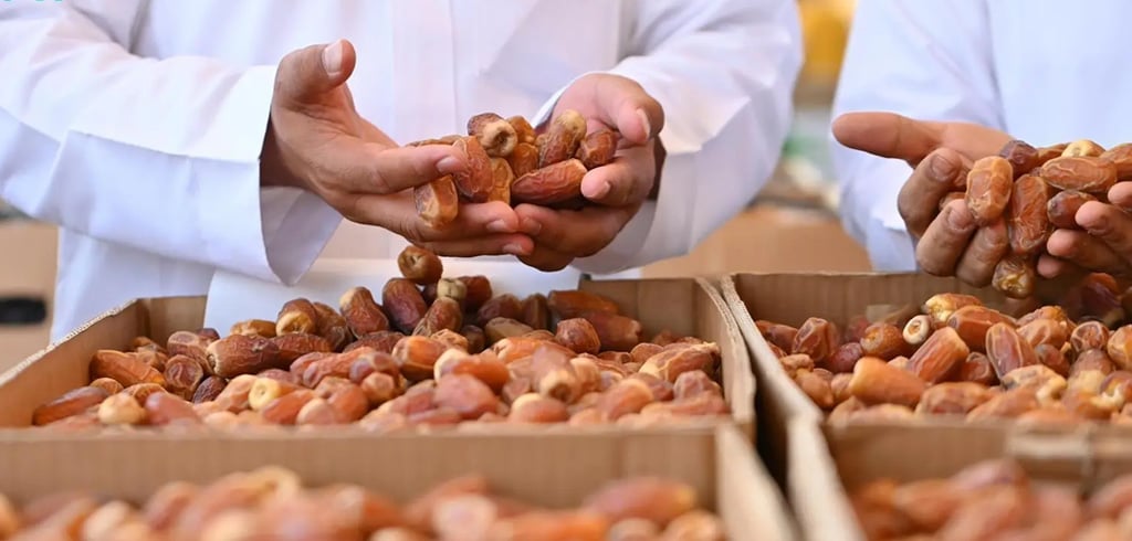 Supporting the Saudi Date Industry  